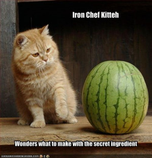 For more LOLCats, visit my favorite website: http://icanhascheezburger ...