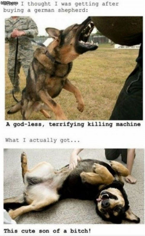 ... Page 10/18 from Funny Pictures 1208 (German Shepherd) Posted 3/16/2012