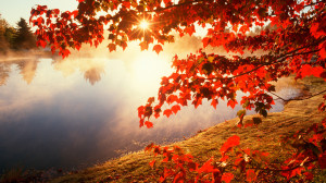 Home - Wallpapers / Photographs - Nature - Red autumn morning