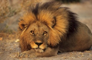 Lion King: animal – asshole
