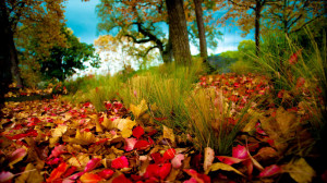 Home - Wallpapers / Photographs - Nature - Red and yellow felt leaves