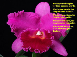 Orchids of Vietnam, breathtaking!