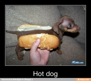 the puppy wiener dog is just so cute i want to bring it home it is so ...