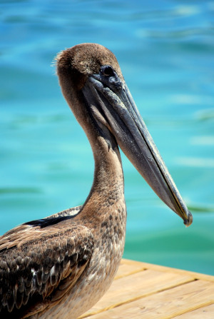Pelican, Louisiana's majestic state birdBrows Pelican, 12001792 Pixel ...