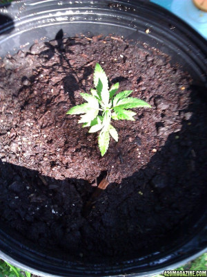 jpeg purple kush plant 2 jpg marijuana net strain purple kush
