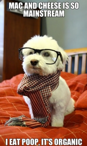 funny-picture-hipster-dog-vegan