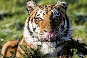 Try slipping these tiger-related quotes into conversation on ...