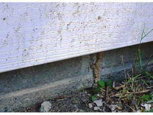 Termite Damage Control - Termites in Indiana, Kentucky, & Illinois