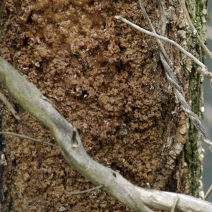 Tree Fungus Identification