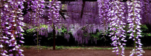 Collection of Spring Facebook Cover Timeline Photos