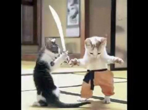 ... Quotes About Funny Things: Funny Cute Kittens Animals In The Samurai