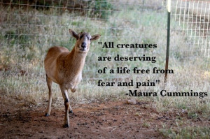 Quotes About Saving Animals