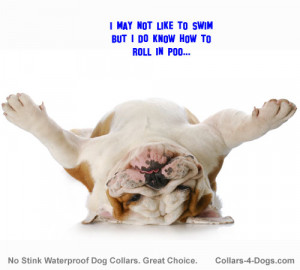 funny bulldog picture waterproof dog collars