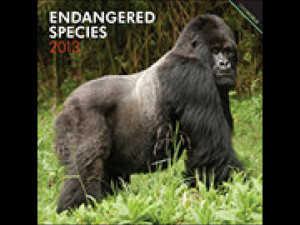 Endangered Species 2013 Wall Calendar