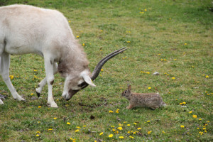 about the addax the addax listed as a critically endangered species is ...