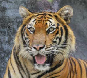 Sumatran Tiger National Geographic