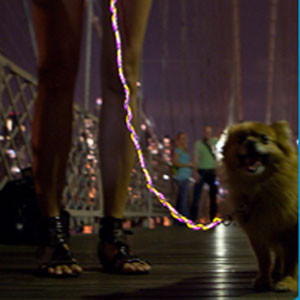 Neon Light Dog Leash...