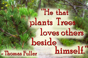 He that plants trees quote by Thomas Fuller against pine forest nature ...