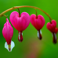 Blossoming Bleeding Heart