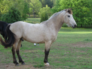 Discuss Saddlebred Crosses! at the Horse Breeding forum - Horse ...