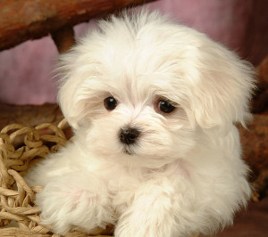 Search Results for: Maltese Terrier