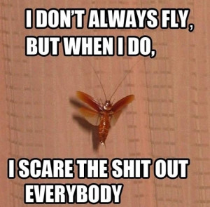 10 Ways to Survive a Flying Cockroach Flying Ipis Attack WhenInManila ...