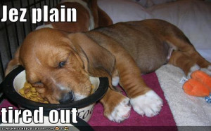 Funny Tired Dogs | Photos-Images 2012
