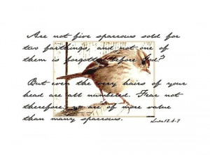 Tags bible verse scripture bird sparrow words writing