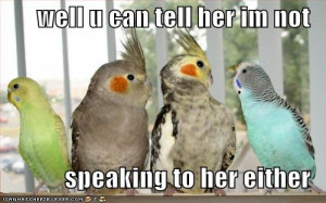 funny birds pictures wallpapers