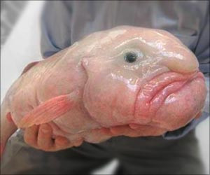 Blob Fish Ugliest Animals