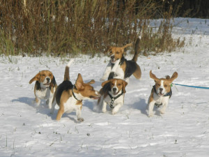Beagle dogs has straight narrow waist and flat ribs.