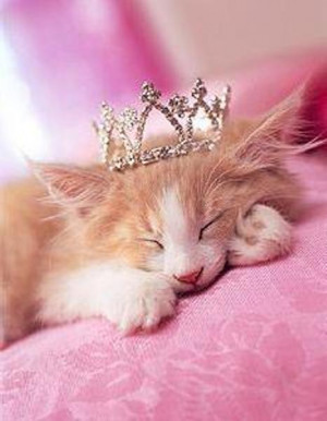 Princess Cats Photo Fanpop