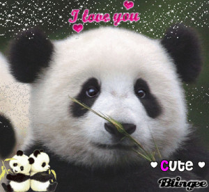 cute panda love quotes