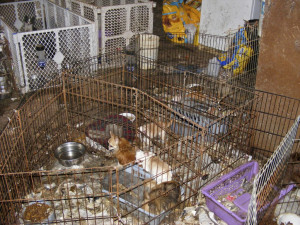 Chihuahuas in Oregon mill covered with rats and feces