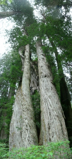 Redwood Trees National Park...