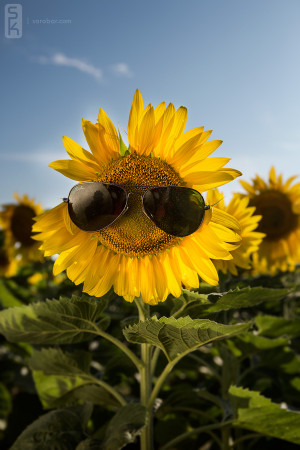 sunflower love quotes source http gopixpic com 2829 sunflower quotes ...