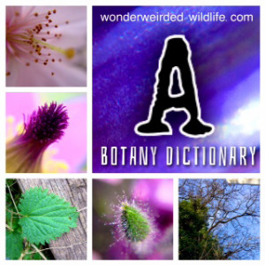... Definition of Abjection,Illustrated Botany Dictionary Terms Abjection