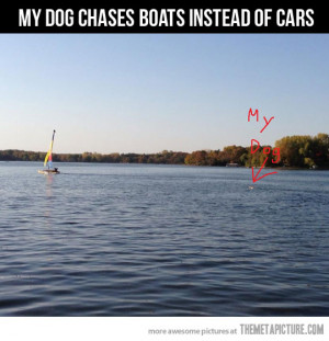 Funny photos funny dog chasing car boat