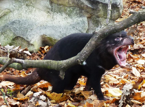 Tasmanian devil in Zoo