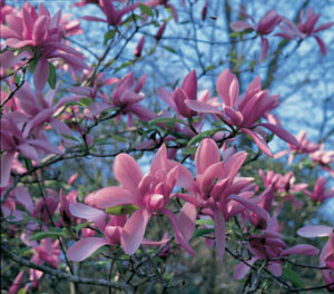 Magnolia Caerhays Surprise