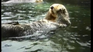 Sea Otter, Drifting (Floating), Funny, Cleansing (Animal), Lying ...
