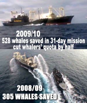 ... response to the whale's plight to Denmark's policy on whaling