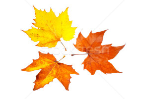 file maple leaf from