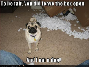 tagged with funny pug dog pictures 35 pics funny pictures