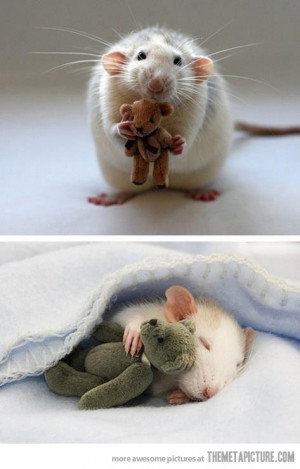 Funny photos funny rat sleeping teddy bear
