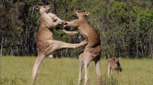 Australian Animal Kangaroo Fighting in Zoo HD Photo | HD Photos ...