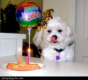 Happy Birthday Funny Dog...
