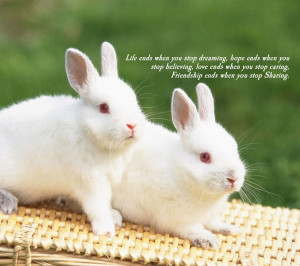 Quote,rabbit,rabbits,bunny,bunnies,cute