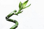 Lucky bamboo is called Fu Gui Zhu or Kai Yun Zhu in Mandarin, written ...