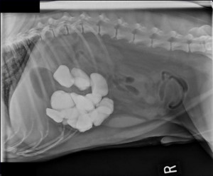 Gordon was referred to a BluePearl veterinary core after an X-ray ...